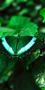 Tropical Butterfly,Animals,Wings,Butterfly,Pattern,Plants