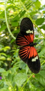 Tropical Butterfly,Animals,Wings,Butterfly,Pattern,Plants