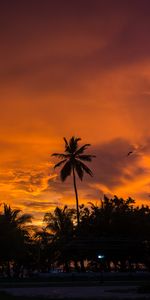 Tropics,Clouds,Palms,Sunset,Sky,Nature