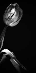 Tulip,Flower,Black And White