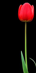 Tulip,One,Flower,Minimalism,Black Background