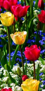 Tulips,Beauty,Greens,Mood,Forget Me Nots,Flowers