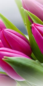 Tulips,Blur,Smooth,Buds,Flowers,Bouquet