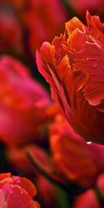 Tulips,Drops,Wavy,Glade,Dew,Flowers,Polyana