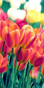 Tulips,Flowerbed,Flower Bed,Sharpness,Flowers,Spring