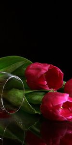 Tulips,Flowers,Background,Vine,Drinks