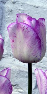 Tulips,Flowers,Flower Bed,Flowerbed,Buds,Mottled,Variegated,Wall