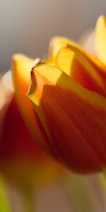 Fleurs,Tulipes,Plantes