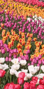 Fleurs,Tulipes,Plantes