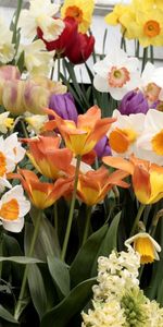 Tulips,Narcissussi,Hyacinth,Flower Bed,Flowerbed,Lots Of,Multitude,Flowers