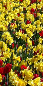 Narcisos,Flores,Brillantemente,Positivo,Soleado,Tulipanes