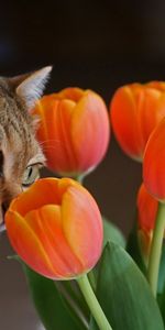 Tulipes,Chats,Animaux,Plantes,Fleurs