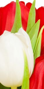 Tulips,Plants,Flowers