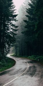 Turn,Asphalt,Fog,Trees,Nature,Road