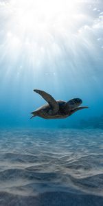 Turtle,Swimming,Sea Turtle,Animals,Underwater World