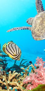 Turtles,Sea,Landscape,Fishes