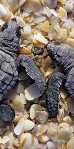 Petit,Deux,Animaux,Coquilles,Banque,Rive,Tortues