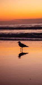 Playa,Crepúsculo,Pájaro,Oscuridad,Gaviota,Animales