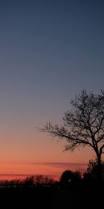 Bois,Arbre,Grandes Lignes,Soir,Buissons,Contours,Crépuscule,Sombre