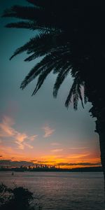 Crepúsculo,Ciudad,Horizonte,Oscuro,Costa,Palma,Oscuridad