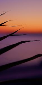 Twilight,Dusk,Leaves,Macro,Dark