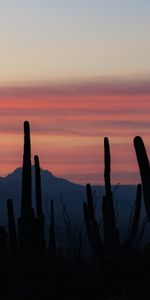 Twilight,Dusk,Mountains,Cactuses,Dark,Silhouettes