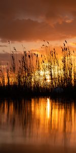 Puesta Del Sol,Crepúsculo,Lago,Oscuridad,Caña,Junco,Oscuro