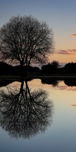 Réflexion,Bois,Arbre,Crépuscule,Lac,Sombre