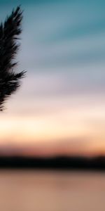 Planter,Épillet,Plante,Macro,Crépuscule,Sombre