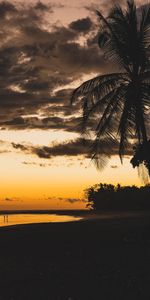 Twilight,Palm,Dusk,Beach,Dark,Silhouettes