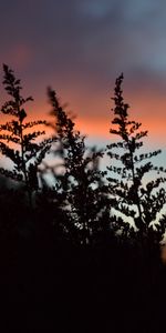 Twilight,Plant,Dark,Dusk,Silhouette