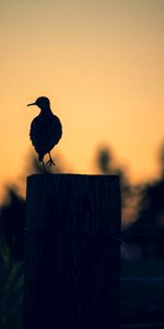 Twilight,Silhouette,Bird,Dusk,Pillar,Post,Dark