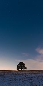 Twilight,Snow,Wood,Tree,Dusk,Nature,Field