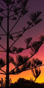 Twilight,Wood,Tree,Branches,Dusk,Sunset,Silhouette,Dark