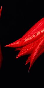 Two,Flowers,Background,Drops,Tulips