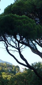 Ukraine,Nature,Tree,Crown,Krone,View,Dahl,Crimea,Wood,Distance