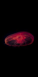 Underwater,Jellyfish,Dark,Depth,Under Water