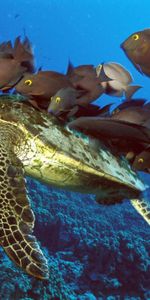 Underwater Tortoise,Underwater Turtle,Animals,Underwater World,Fishes