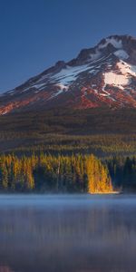 Oregon,Monter Le Capot,Hood Mount,Trille,Trillium,Nature,Etats Unis,Montagnes,États Unis