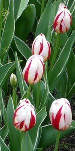 Variegated,Tulips,Bright,Flower Bed,Flowerbed,Mottled,Flowers,Spring