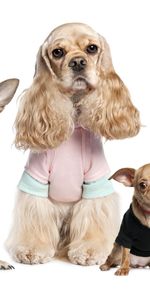 Variété,Variétés,Déguisements,Costumes,Animaux,Chihuahua,Yorkshire Terrier,Chiens