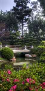 Vegetation,Bridge,Pond,Nature