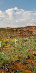 Nature,Les Collines,Collines,Sable,Fleurs,Désert,Végétation