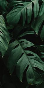 Vegetation,Plant,Leaves,Nature,Dark