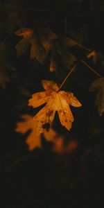 Veins,Macro,Sheet,Leaf,Nature,Autumn