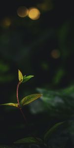 Veins,Plant,Macro,Stem,Stalk,Leaves