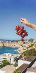 Vine,Hand,Miscellanea,Miscellaneous,Fruit,Grapes