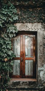 Vine,Miscellanea,Miscellaneous,Wood,Entrance,Ivy,Wooden,Glass,Door