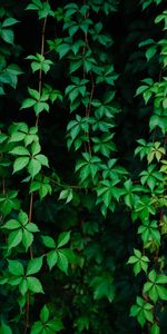 Vine,Nature,Leaves,Grapes,Plant