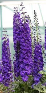 Violet,Bright,Dolphinium,Flowers,Greens,Delphinium